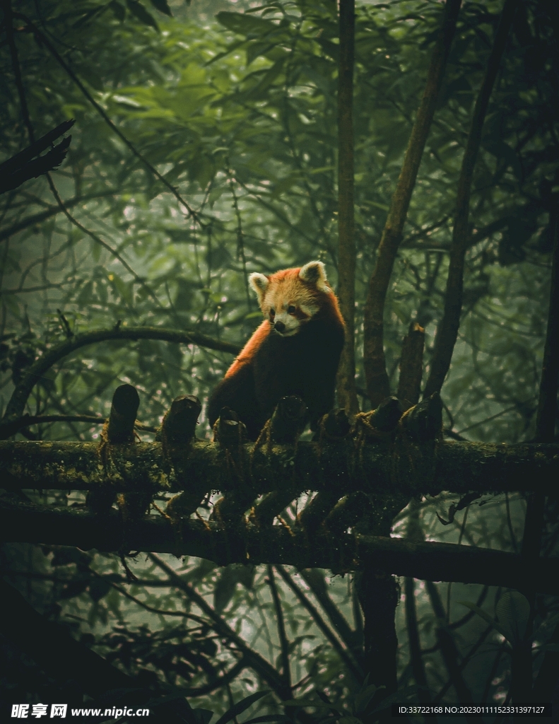 小熊猫