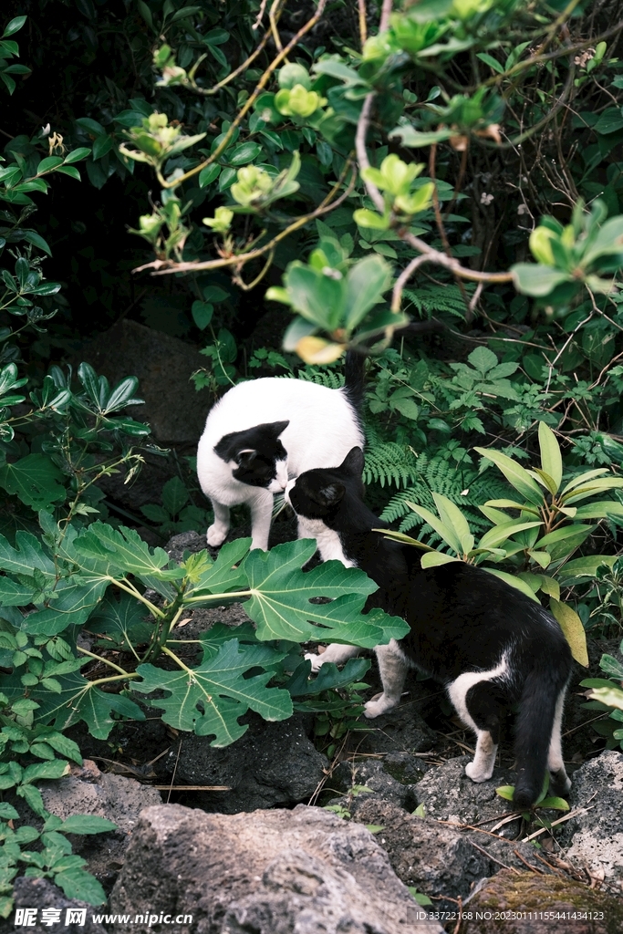 大熊猫