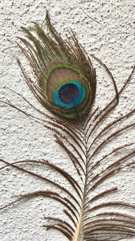 孔雀羽毛