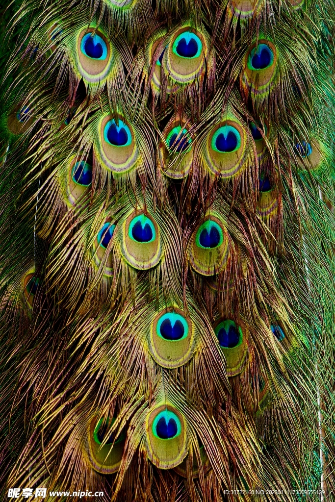 孔雀羽毛