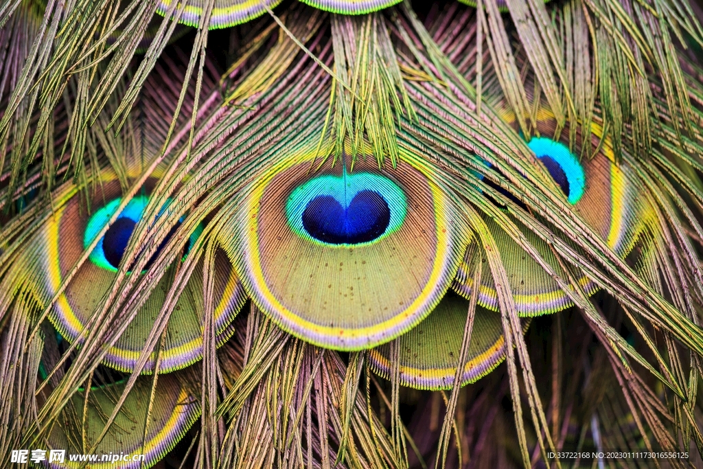 孔雀羽毛