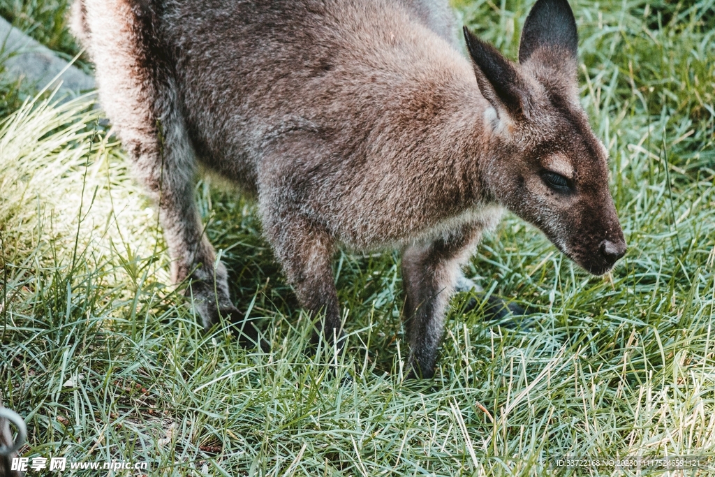 袋鼠