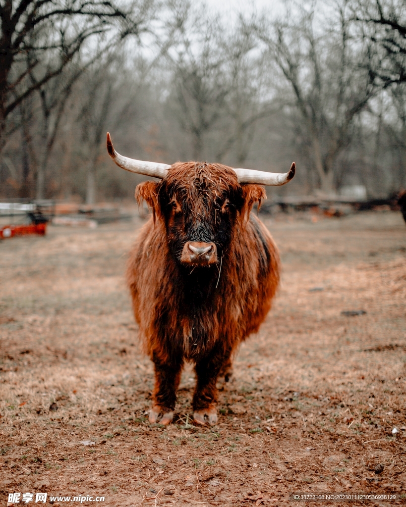 牛