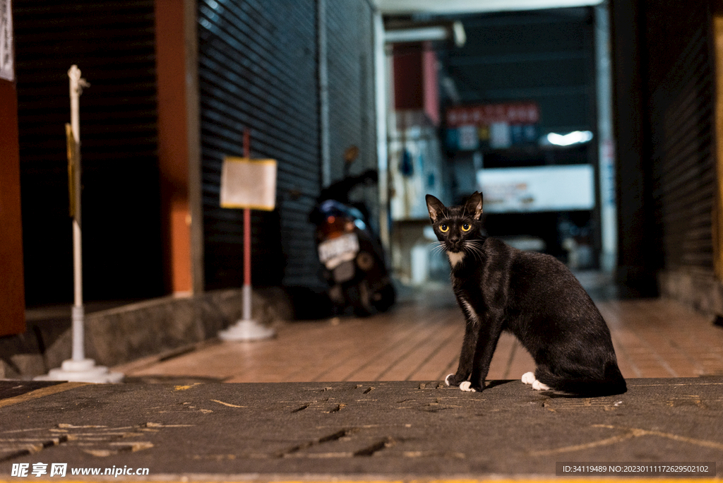 猫