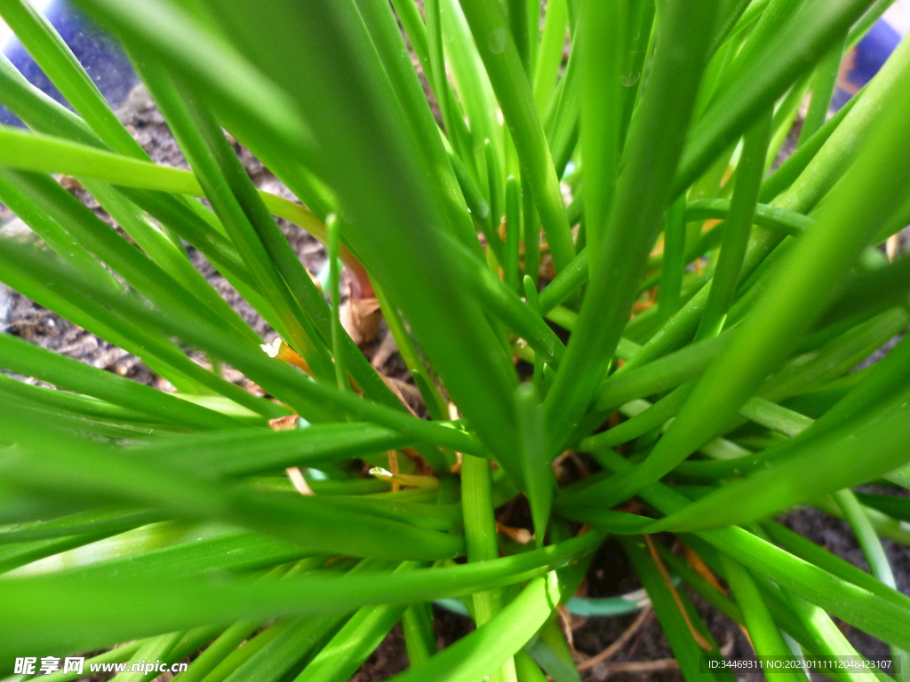 绿色植物