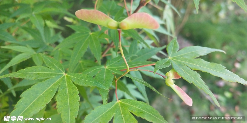 鸡爪槭