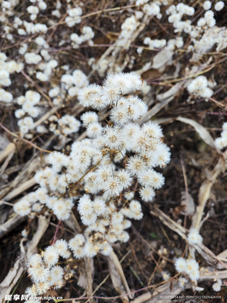 雪绒花