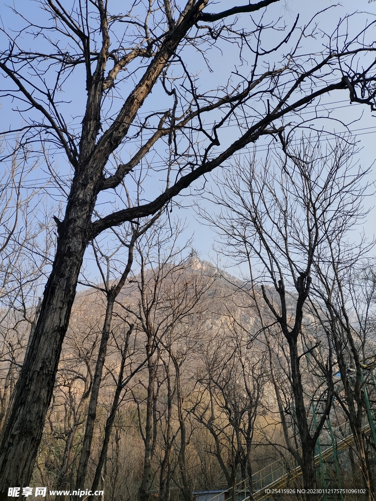 树