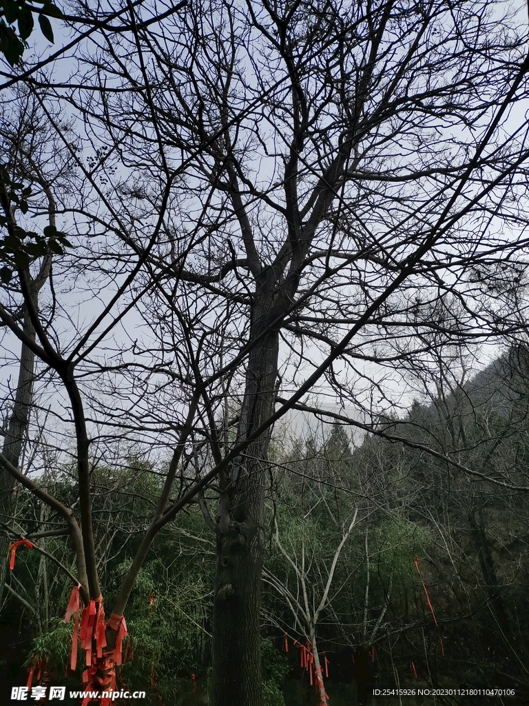树