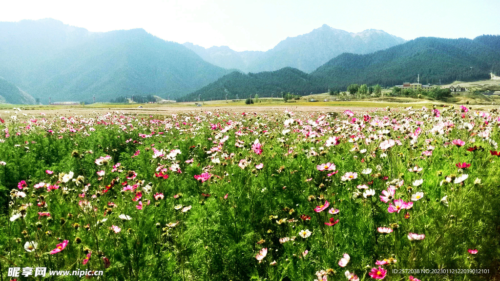 乌鲁木齐南山花海