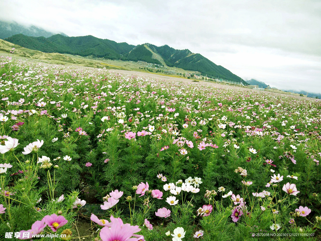 乌鲁木齐南山花海