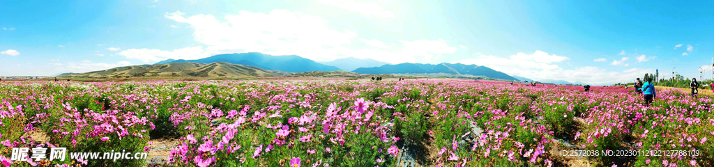 乌鲁木齐南山花海