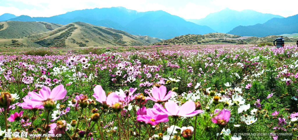 乌鲁木齐南山花海