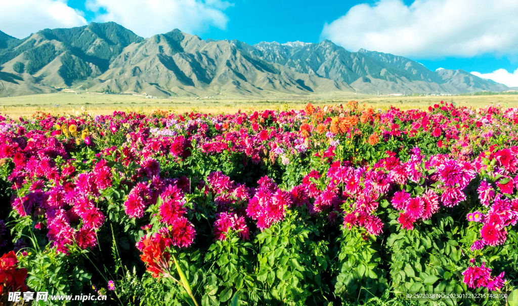 乌鲁木齐南山花海