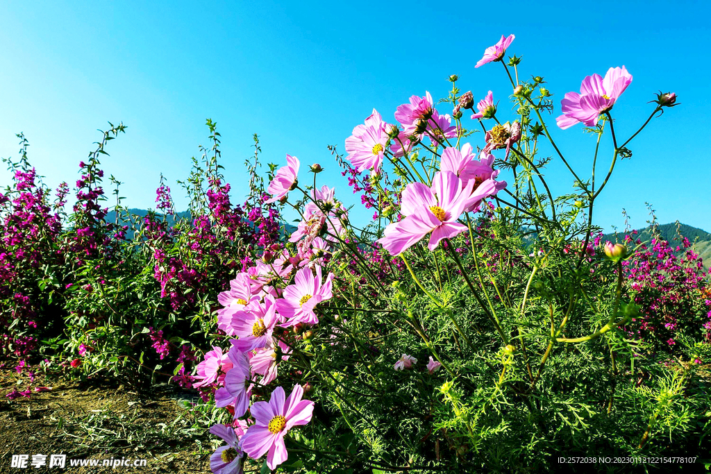 乌鲁木齐南山花海