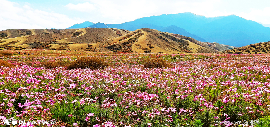 乌鲁木齐南山花海