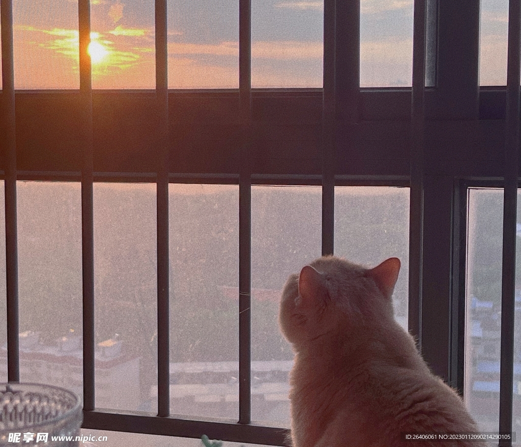 橘猫
