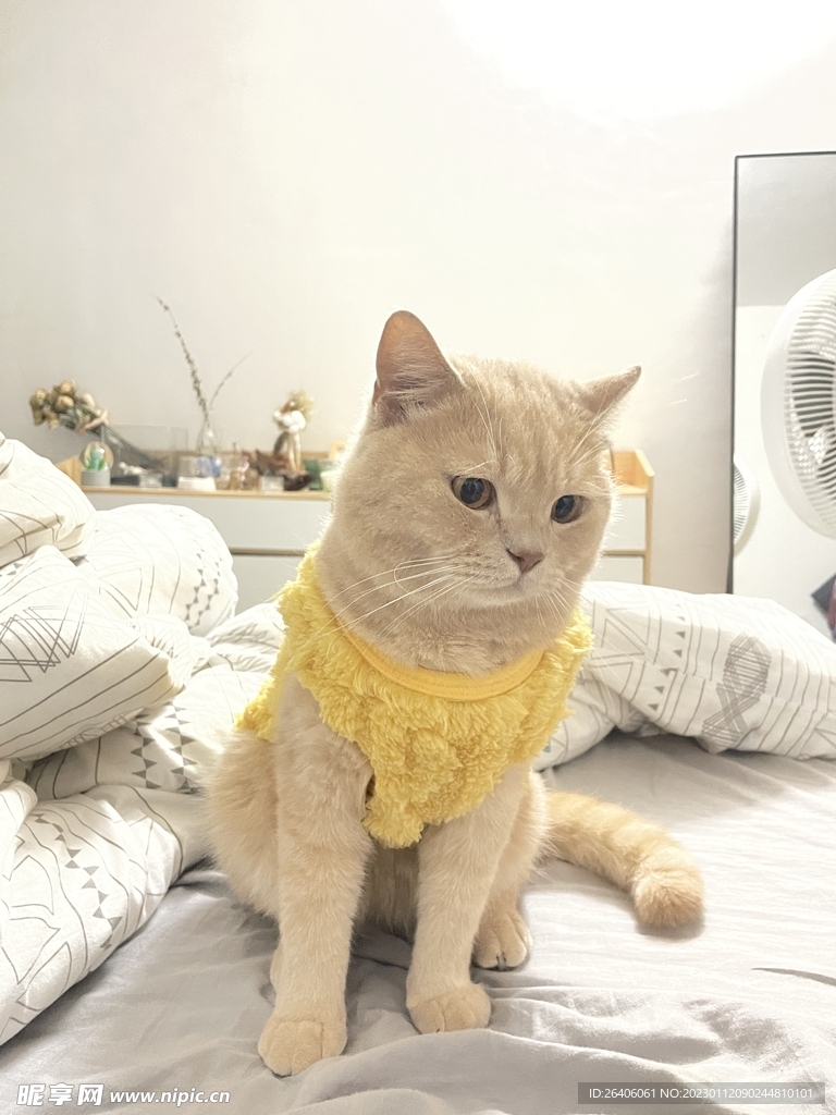 橘猫