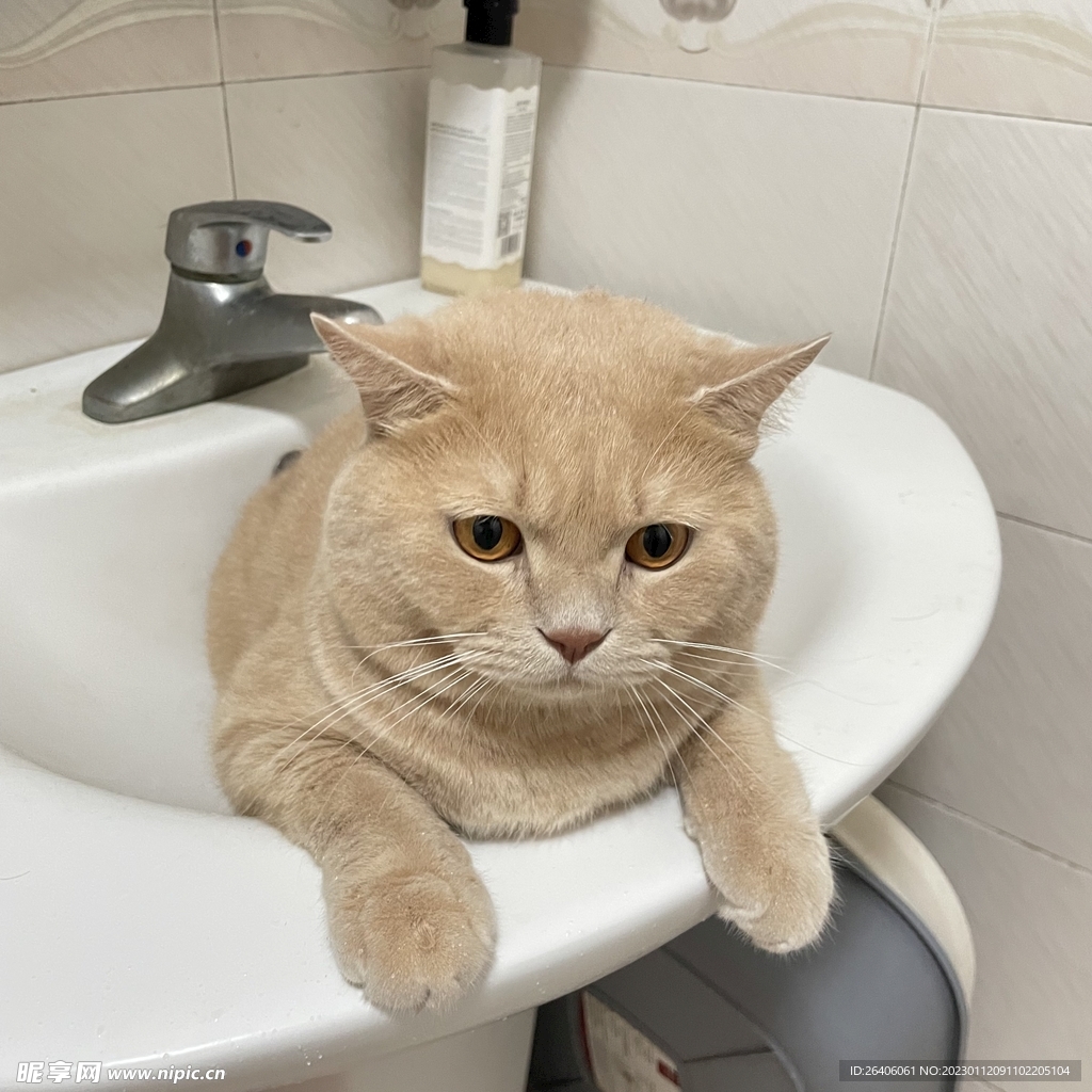 橘猫