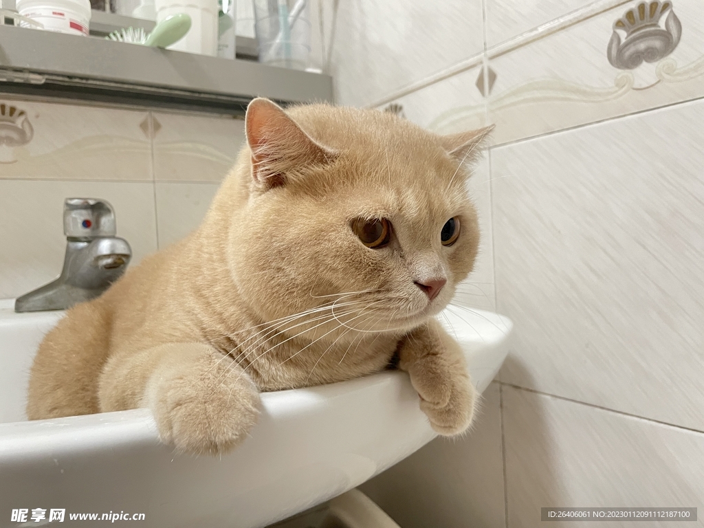 橘猫