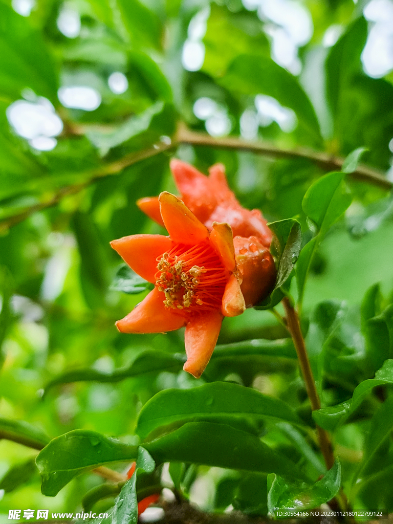 石榴花