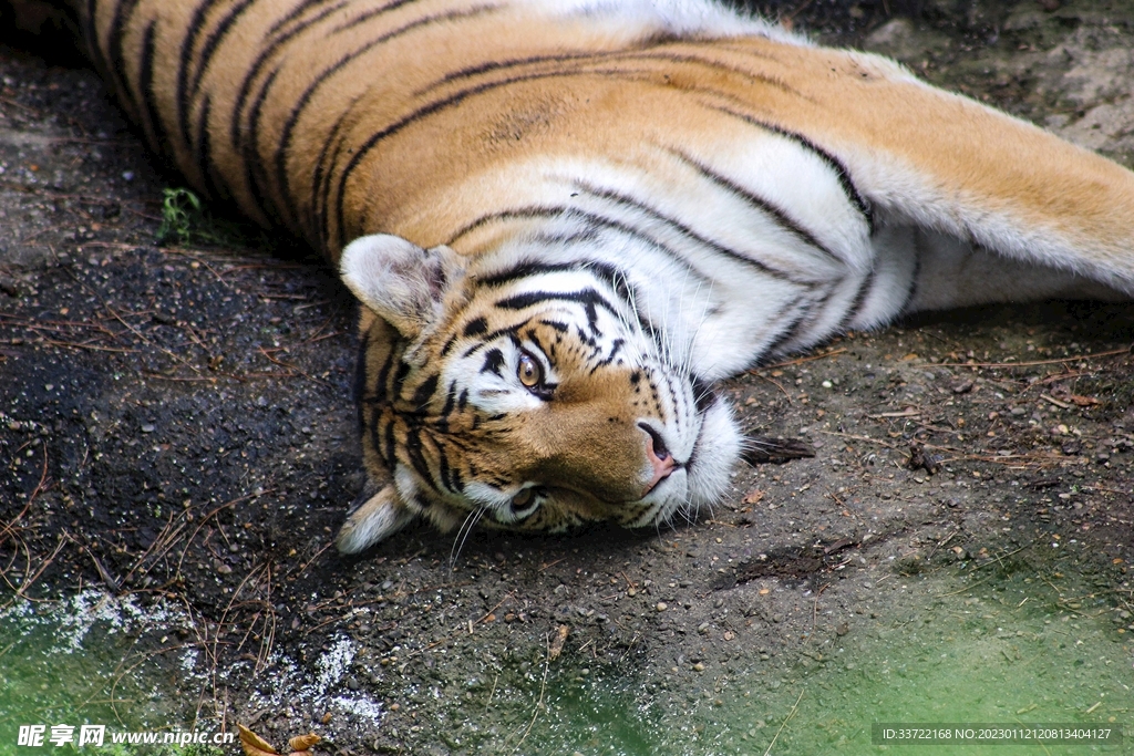 老虎
