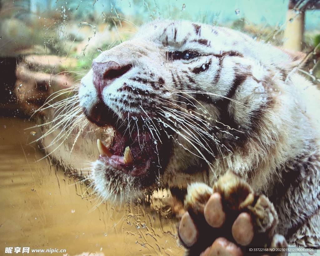 老虎