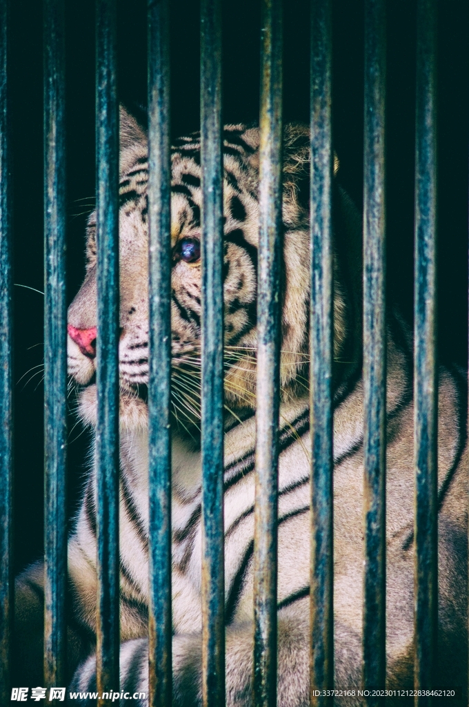 老虎