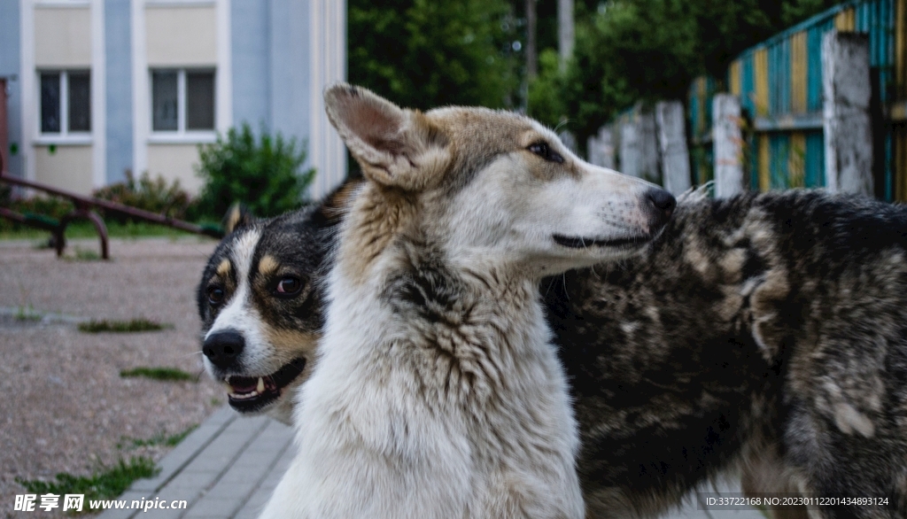 狼
