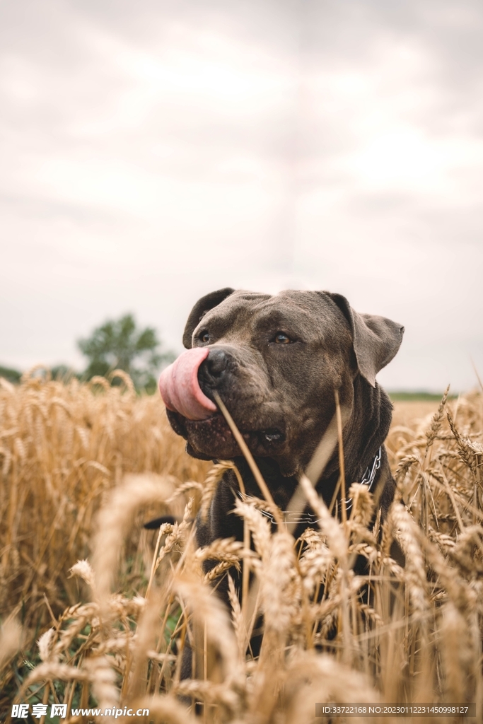 斗牛犬