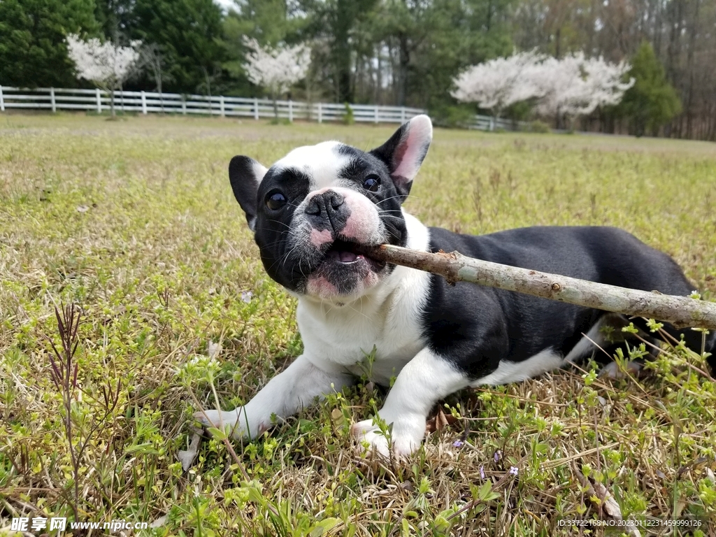 斗牛犬