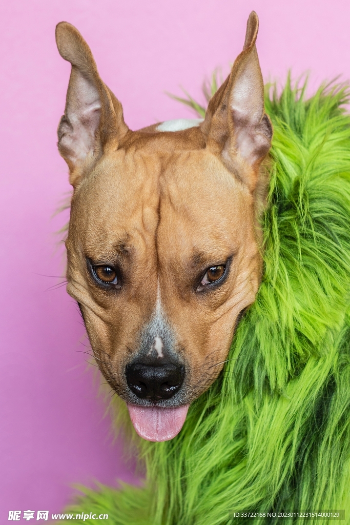 斗牛犬