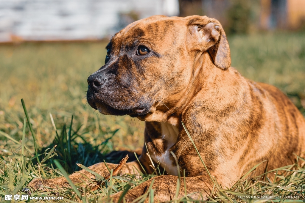 斗牛犬