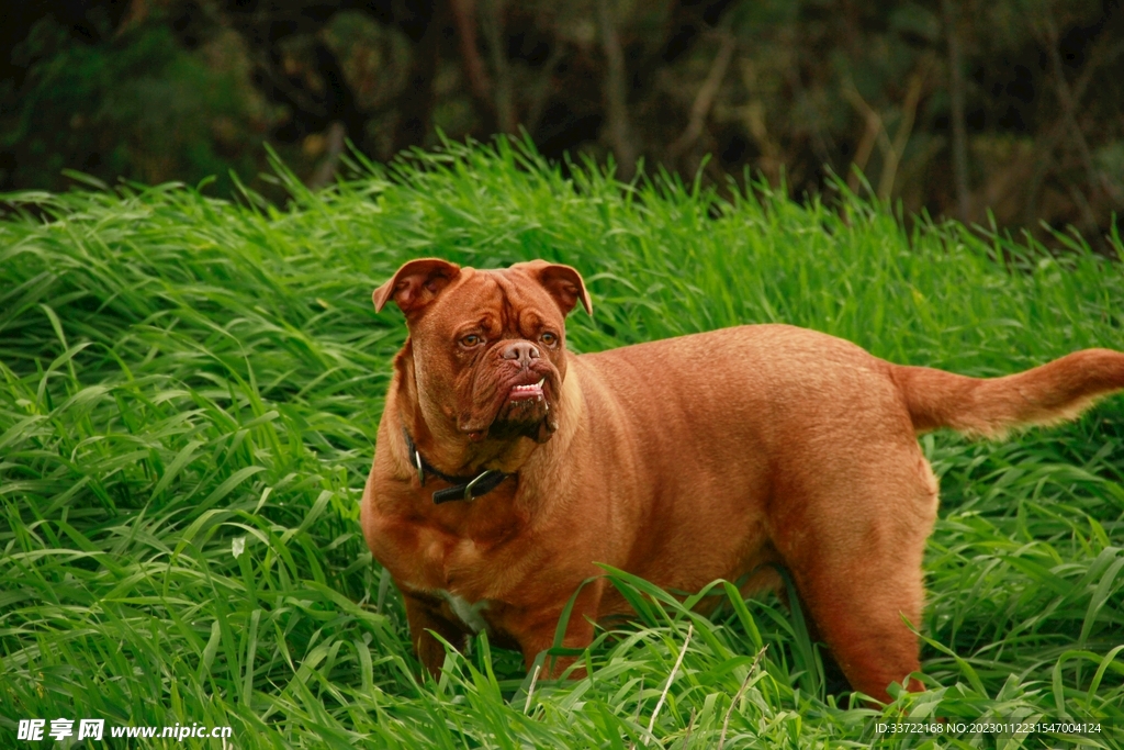 斗牛犬