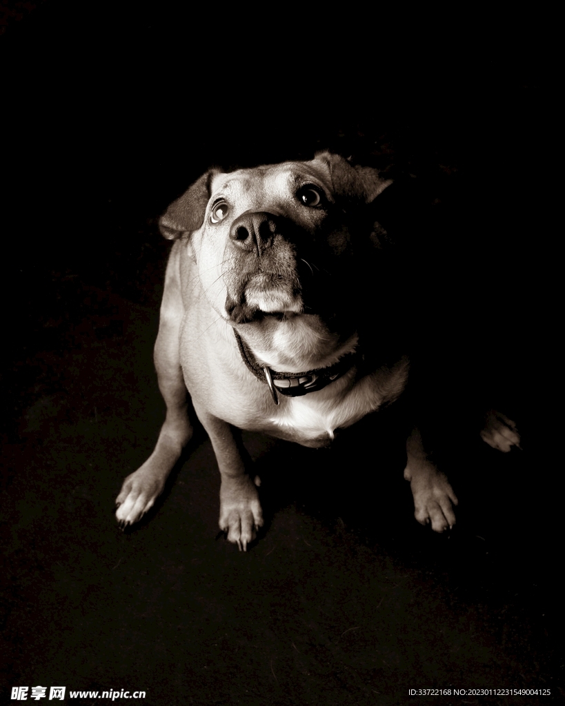 斗牛犬