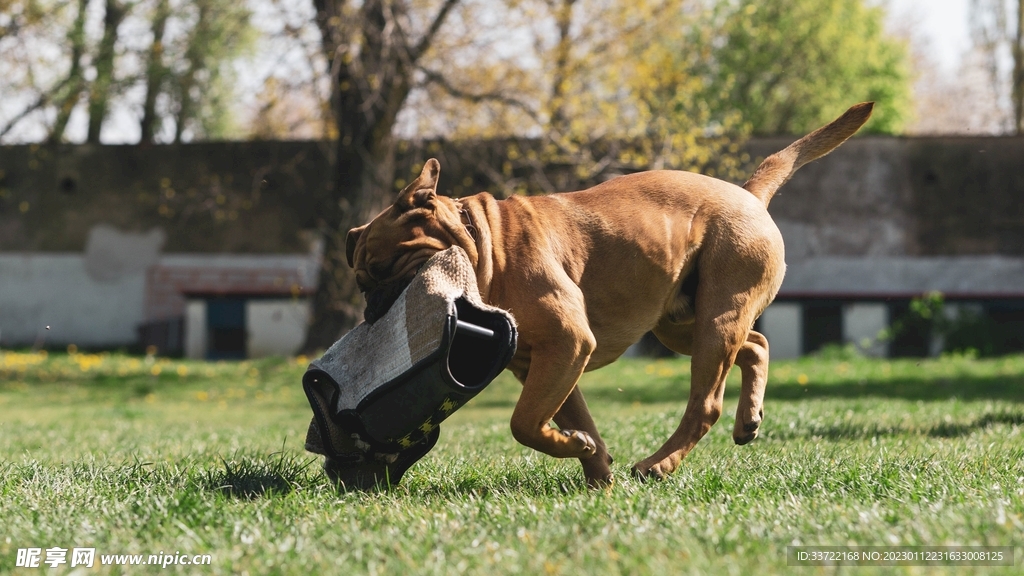 斗牛犬