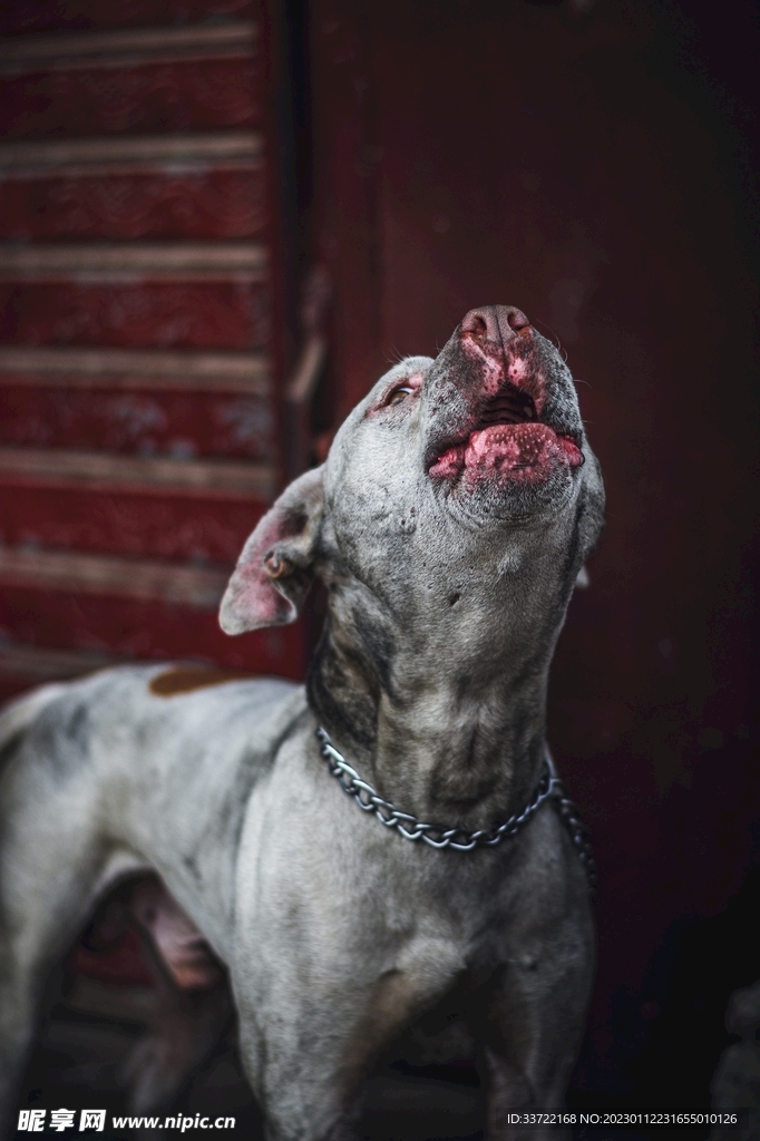 斗牛犬
