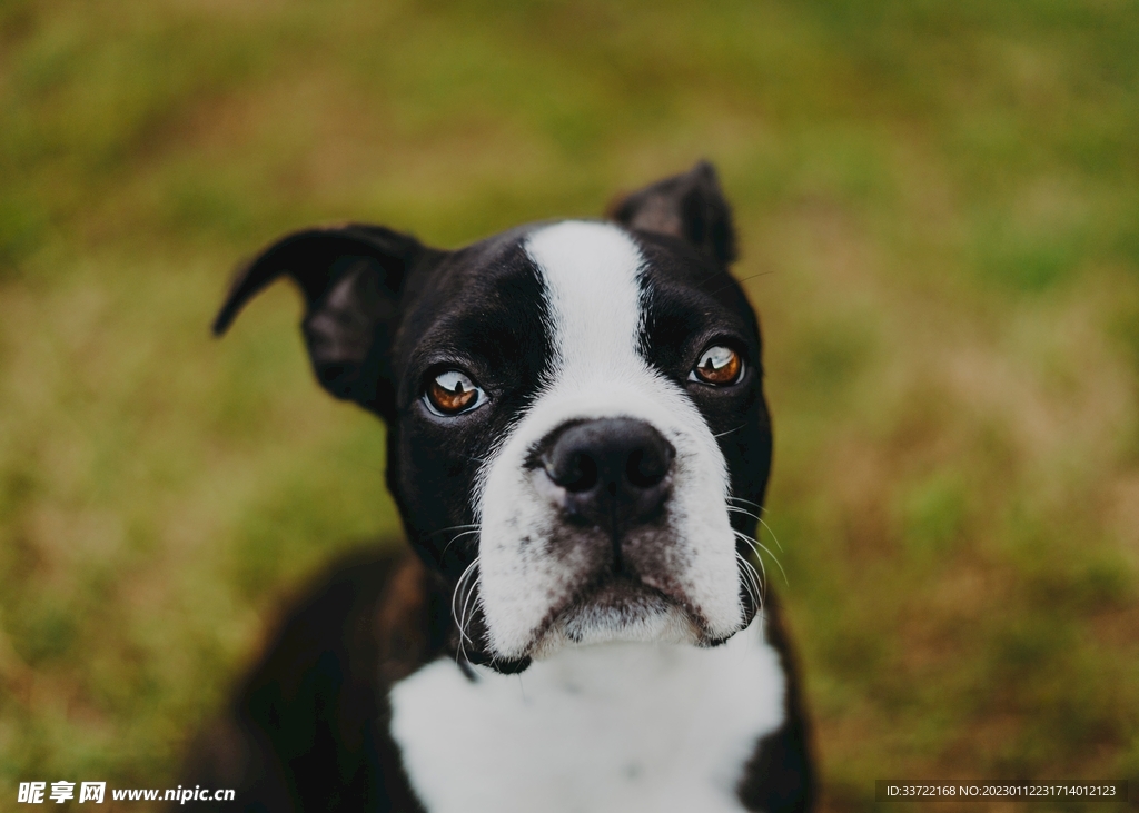斗牛犬