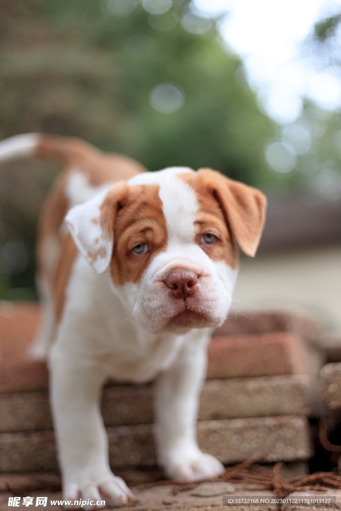 斗牛犬