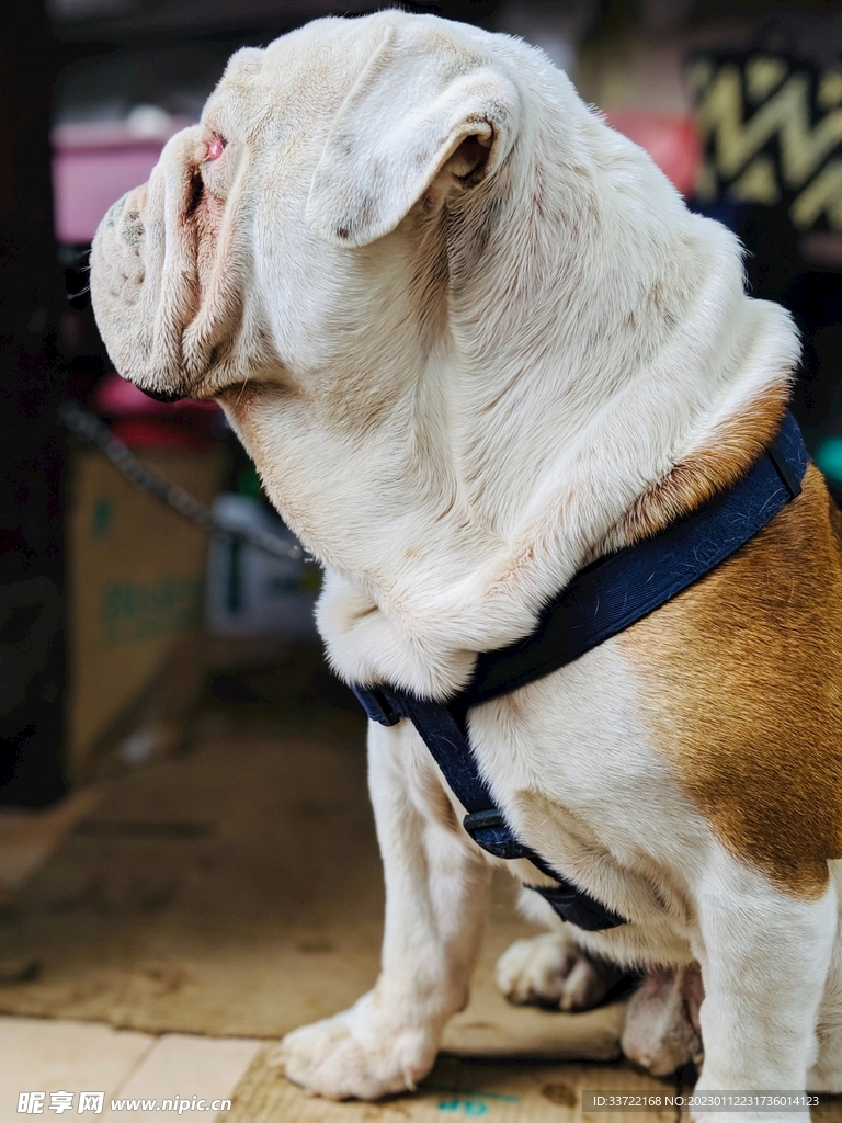 斗牛犬
