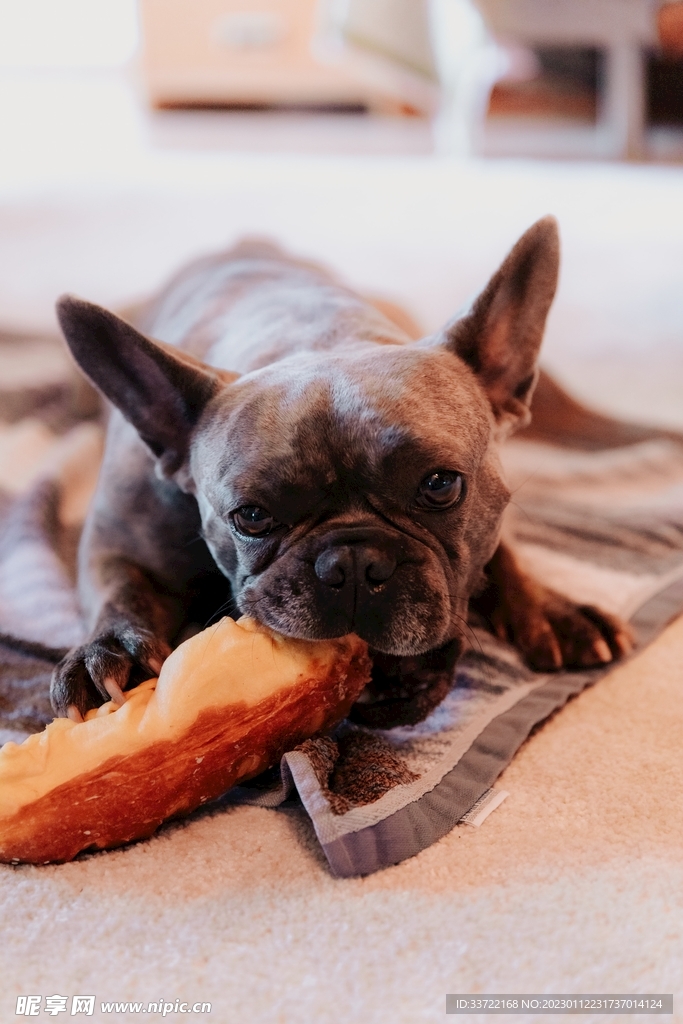 斗牛犬