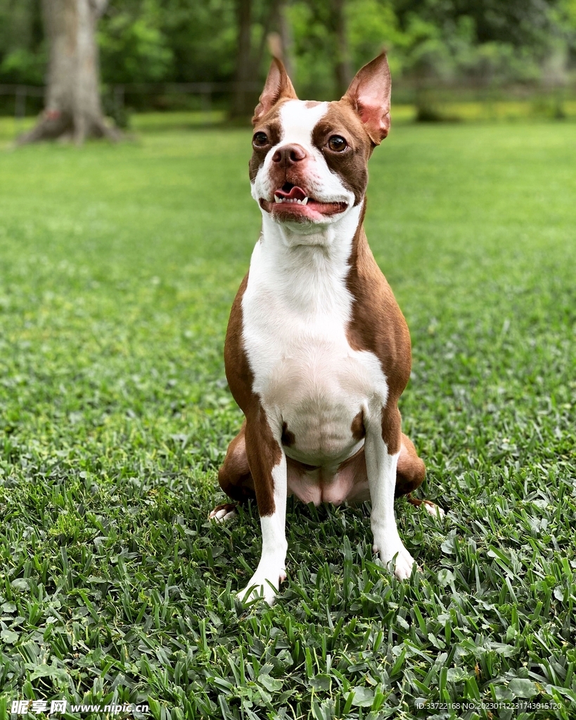 斗牛犬