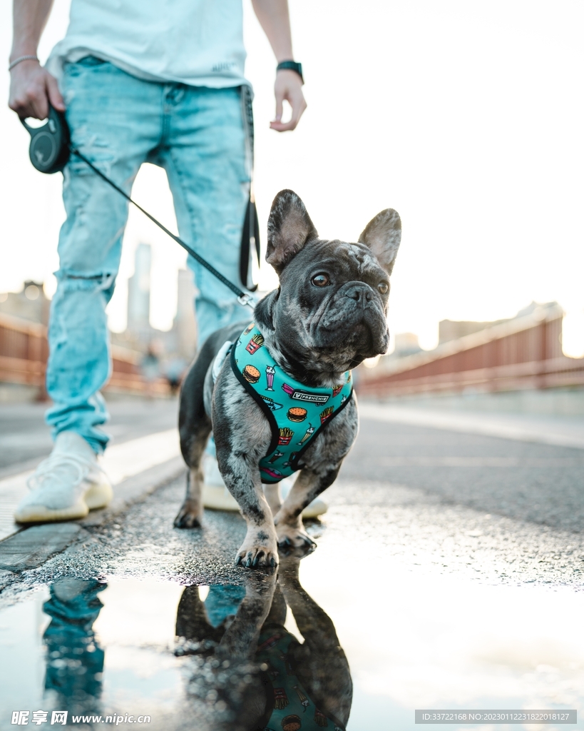 斗牛犬
