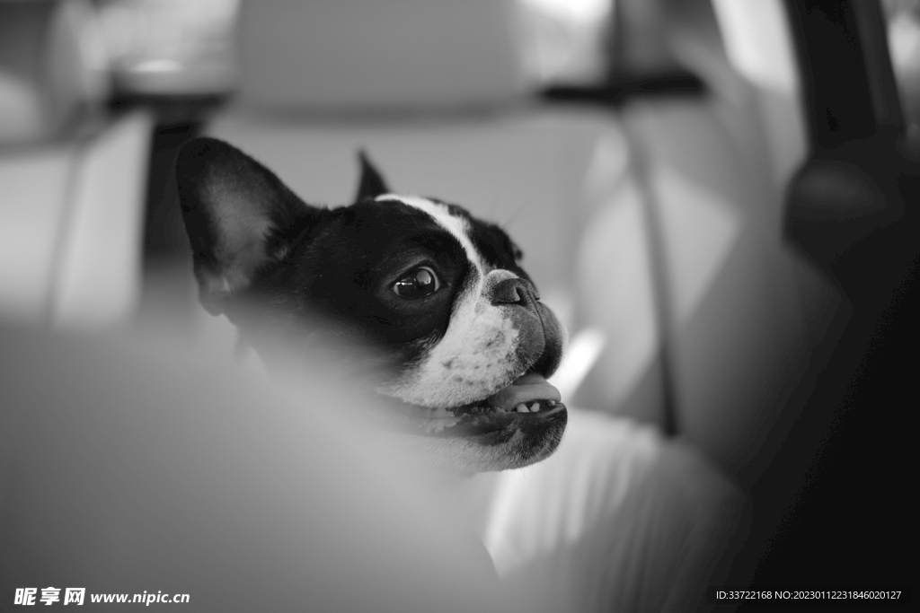 斗牛犬