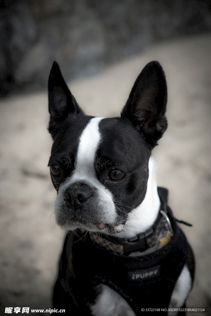斗牛犬