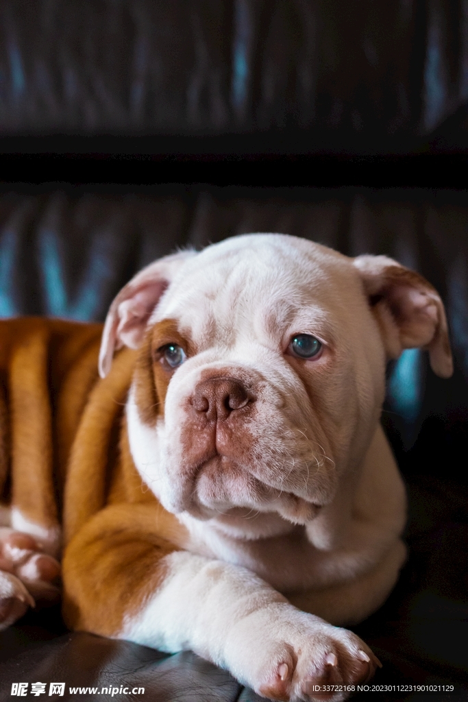 斗牛犬