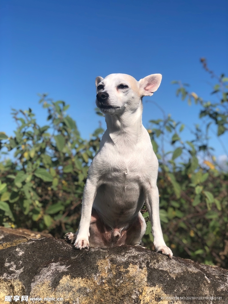 斗牛犬