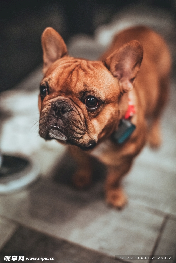 斗牛犬