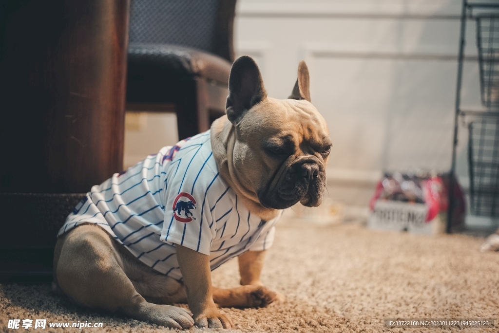 斗牛犬