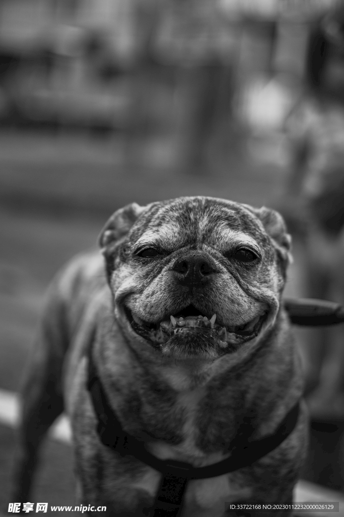 斗牛犬